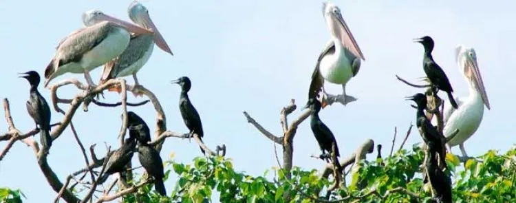 Bac Lieu Bird Park