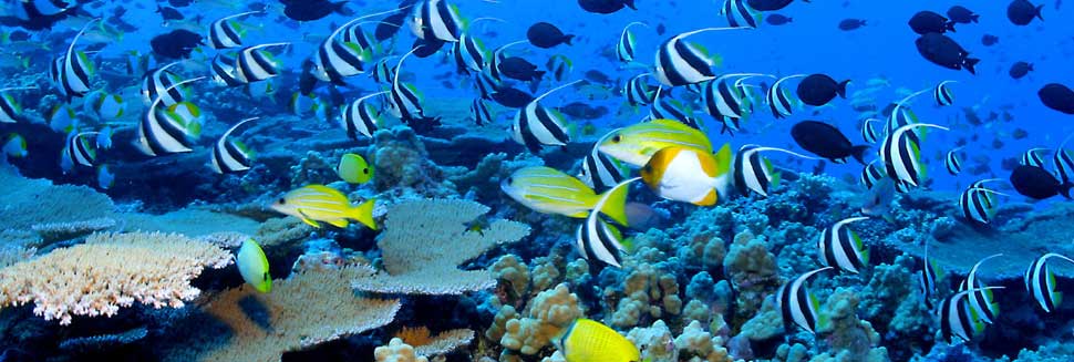 Snorkeling and Diving training in Vietnam 16 days